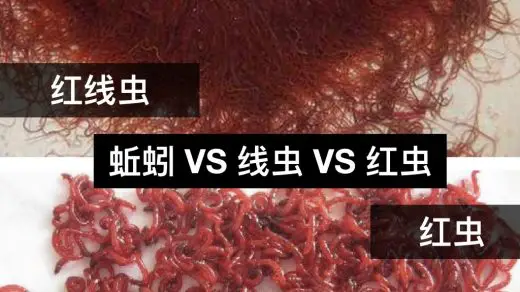 earthworm vs nematode vs red worm