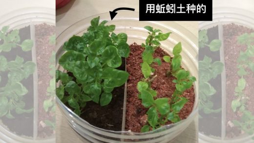 planted with earthworm soil