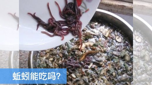 can you eat earthworms?