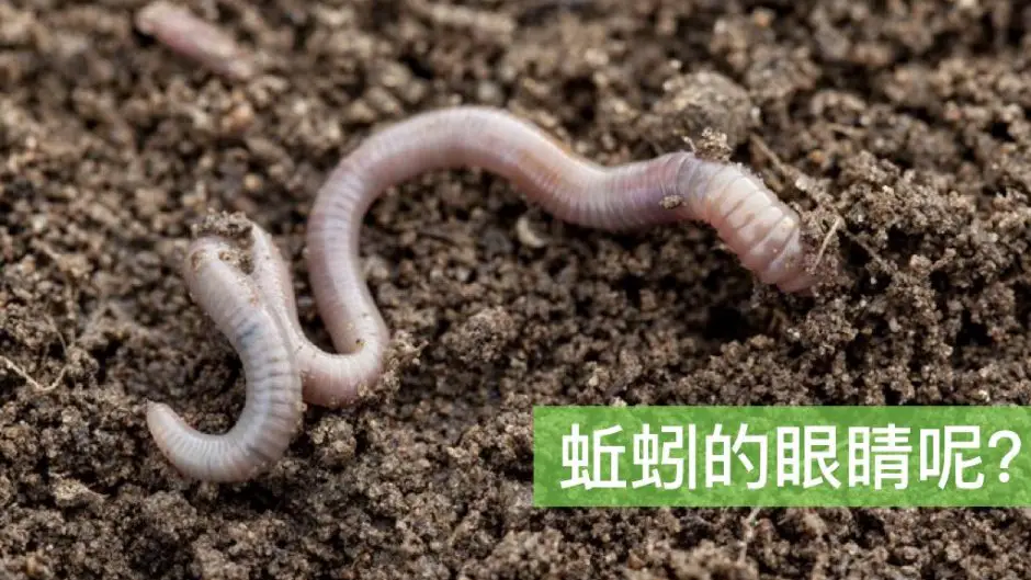 do earthworms have eyes where