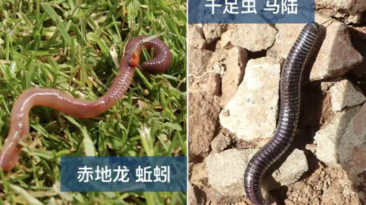 earthworm vs millipede