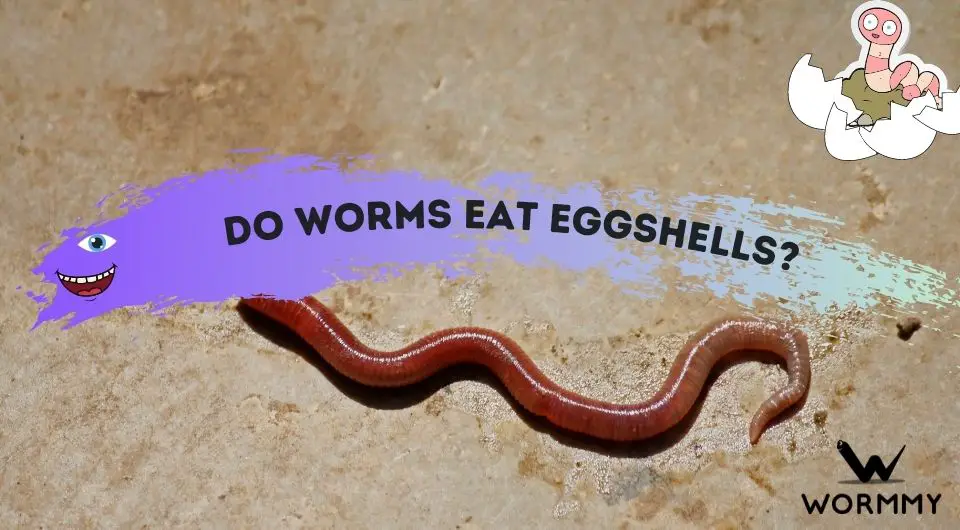Do Worms Eat Eggshells (Can They Eat And Digest Them?)