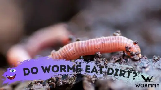 do worms eat dirt featured image banner