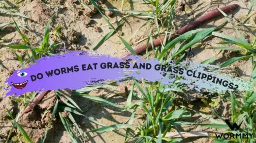 do worms eat grass and grass clippings featured image