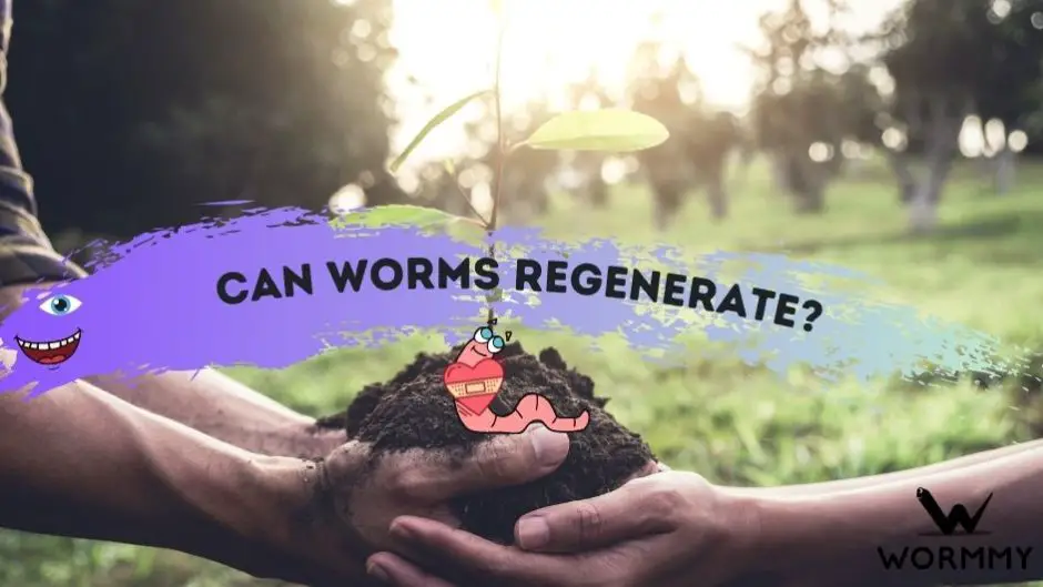 Can Worms Regenerate? (If An Earthworm Is Cut In Half Will It Survive?)