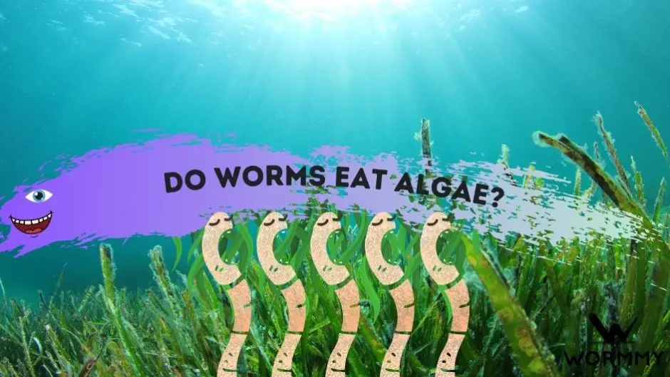 Do Worms Eat Paper? (Cardboard, Newspaper & Towels Explained)