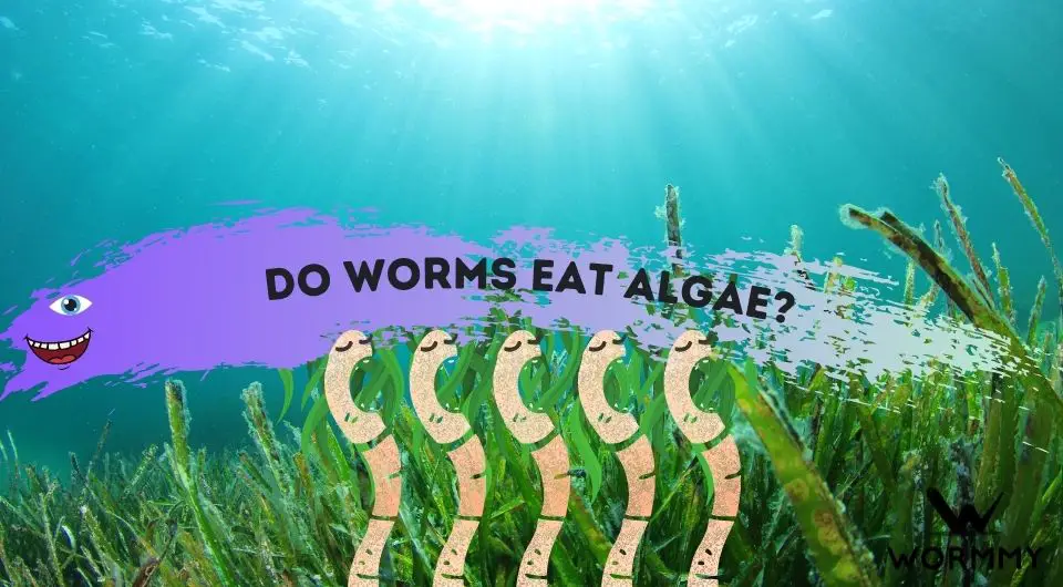 Do Worms Eat Algae? (Is Algae Dangerous For Earthworms?)