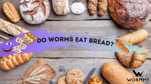 WORMMY Do Worms Eat Bread Featured Image Template 520x292 