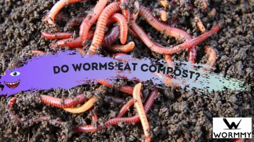 Do Worms Eat Compost? (Or Do Composting Earthworms Just Create it?) Biology Diagrams