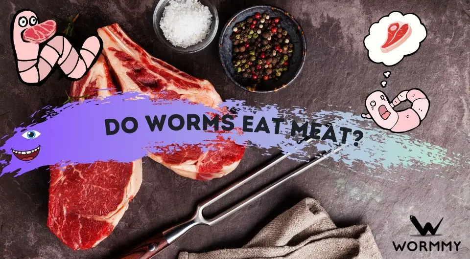 Do Worms Eat Meat? (Should You Add it to Your Bin?)