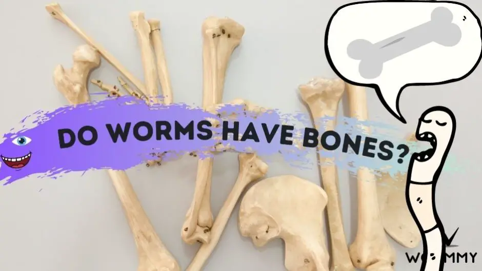 do worms have bones blog banner