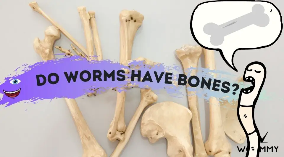 Do Worms Have Bones? How Do Earthworms Move? Wormmy