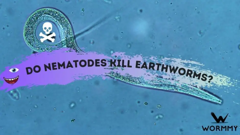 Do Nematodes Kill Earthworms? (Are They Bad For Your Worms/Garden?)