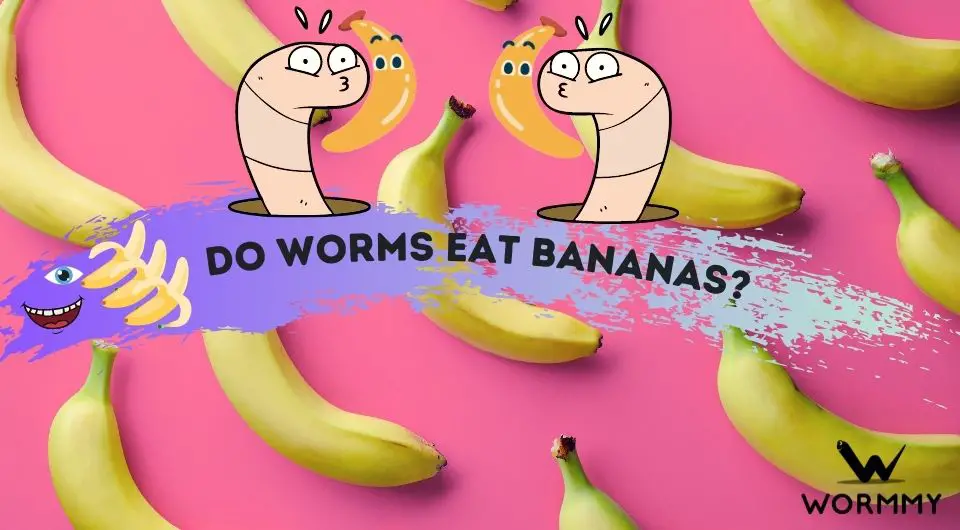 Do Worms Eat Bananas? (Are Bananas Good For Worms?)