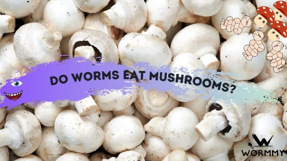 What Do Worms Eat? (The ULTIMATE Guide to Worm Food)