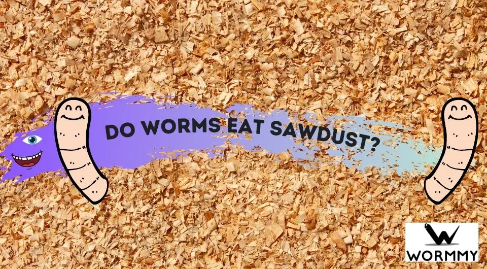Do Worms Eat Sawdust? (Is It Better As Worm Bedding)