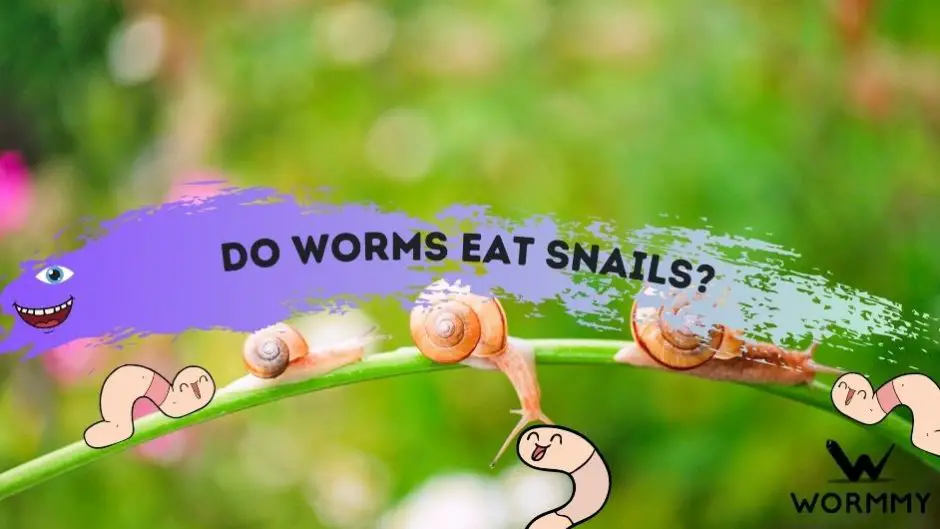 Do Worms Eat Snails? (And Do Snails Eat Earthworms?)