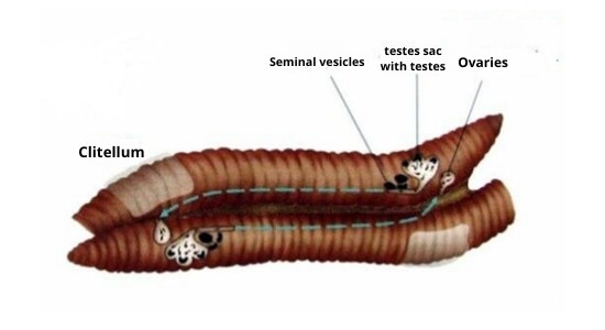 How Do Worms Reproduce? [Frequency, Eggs & Baby Earthworms]