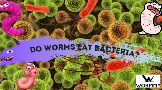 do worms eat bacteria blog banner