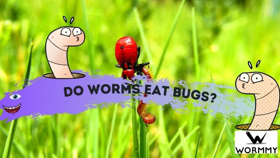 Do Worms Eat Bugs? (Which Insects Will They Consume?)