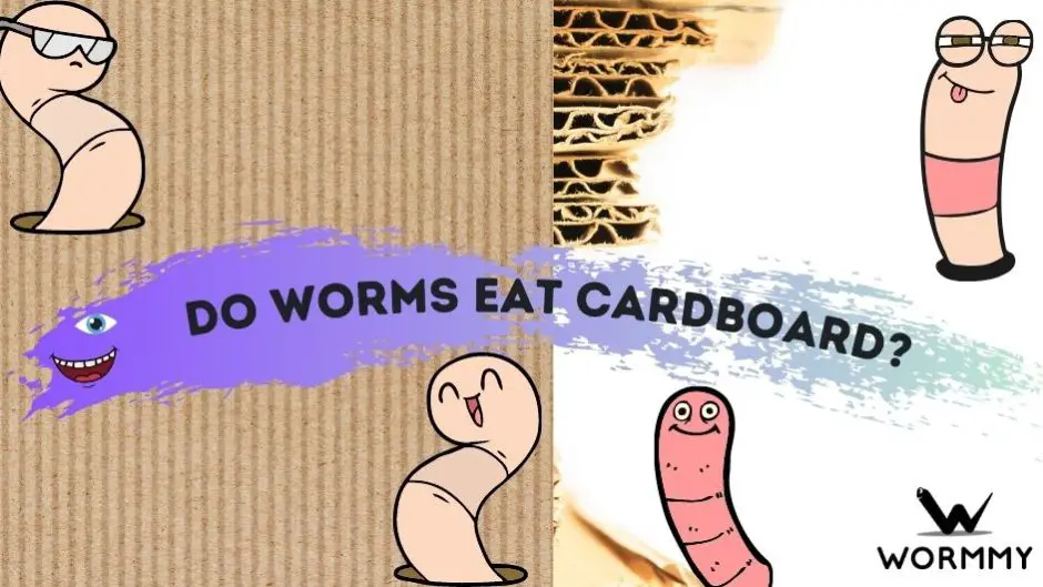 do worms eat cardboard blog banner