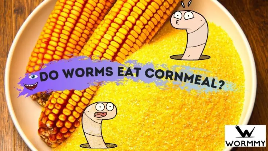 do worms eat cornmeal blog banner