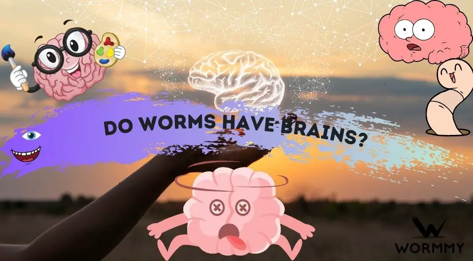 Does a Worm Have a Brain? [How Many Brains do Earthworms Have?]