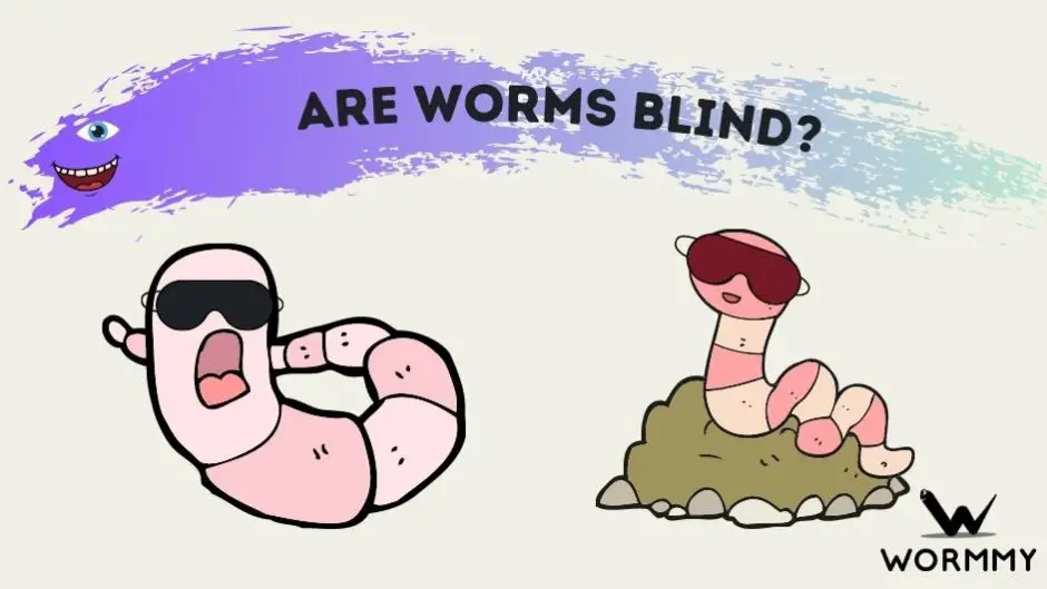 are worms blind blog banner