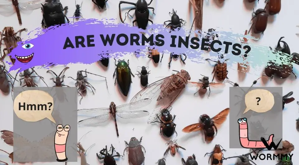 Are Worms Insects? (Is An Earthworm An Insect or Bug or Animal?)