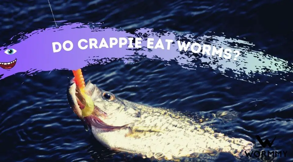 Do Crappie Eat Worms? (Several Species of Worms Explored)