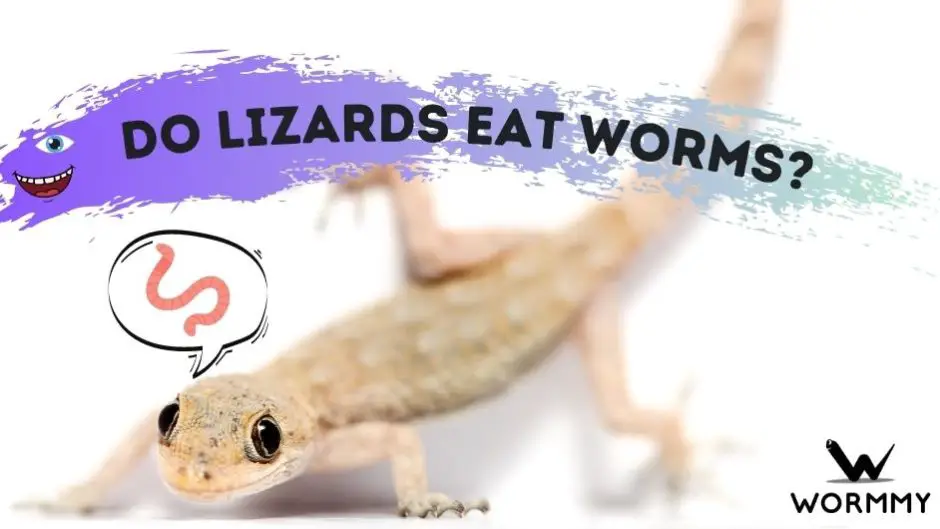 Do Lizards Eat Worms? What type of worms do lizards eat?