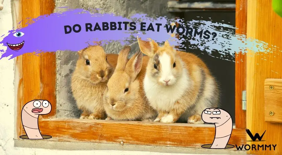 Do Rabbits Eat Worms? (What Type Of Worm Can They Eat?)