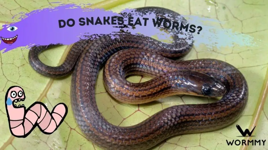 Do Snakes Eat Worms? What type of worm should you feed a snake?