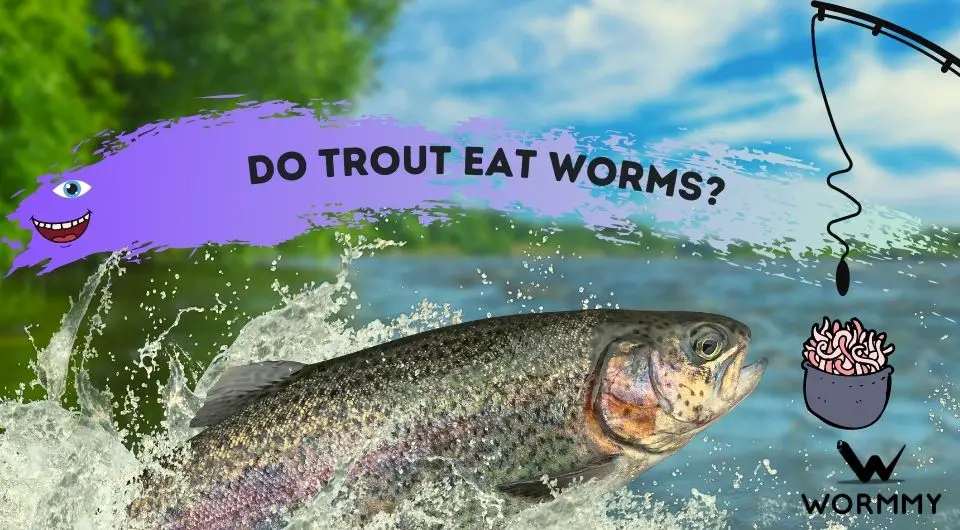 Do Trout Eat Worms Which Type Of Worm, How To Build A Worm Farm For Fishing