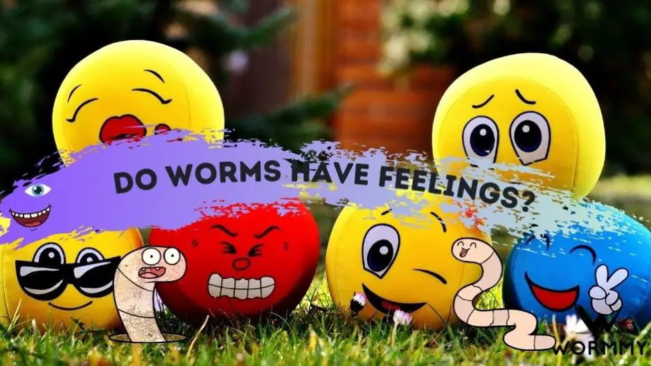 do worms have feelings blog banner