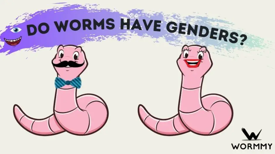 do worms have genders