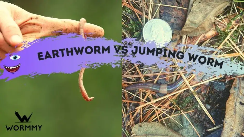Earthworm vs Jumping Worm (Difference Between These Worms)