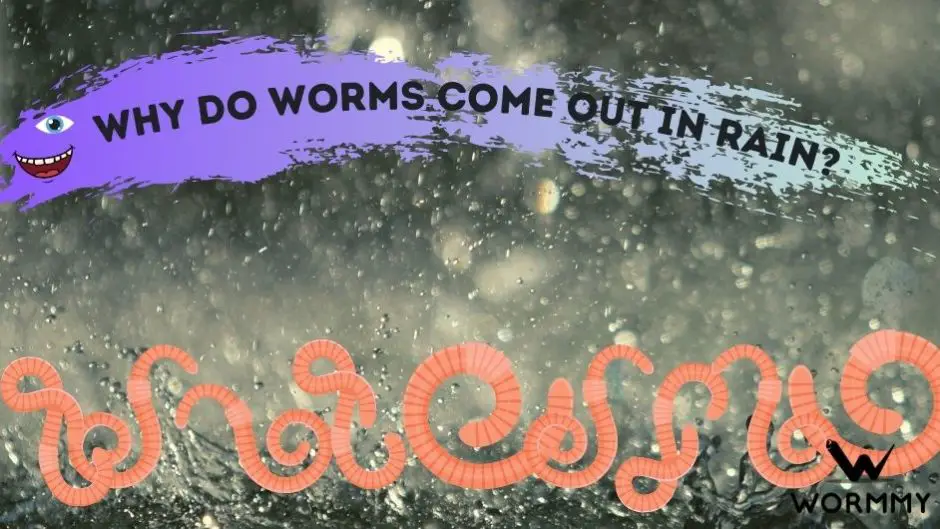 Why Do Worms Come out in the Ground when it Rains?