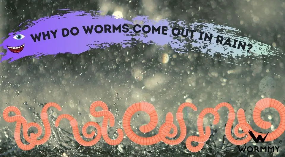 Why Do Worms Come out in the Ground when it Rains?