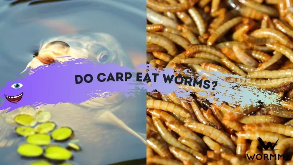 Do Carp Eat Worms? (Which Worm Species Make Good Baits)