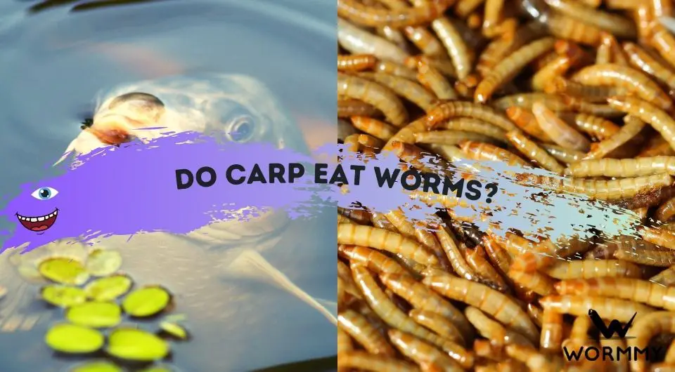 Do Carp Eat Worms? (Which Worm Species Make Good Baits)