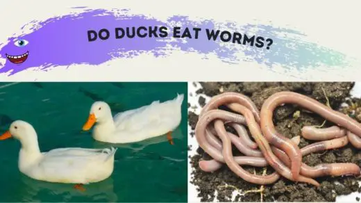 do ducks eat worms blog banner