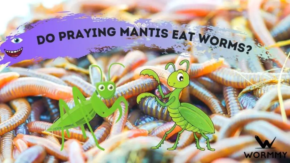 do praying mantis eat worms blog banner