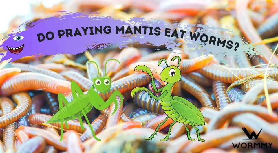 Do Praying Mantis Eat Worms? (Should they be fed worms in captivity?)