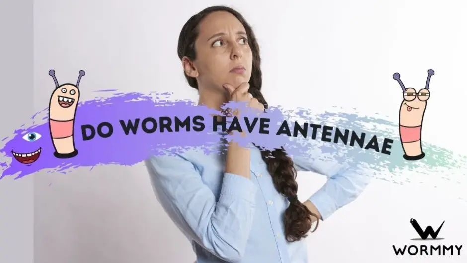 do worms have antennae blog banner