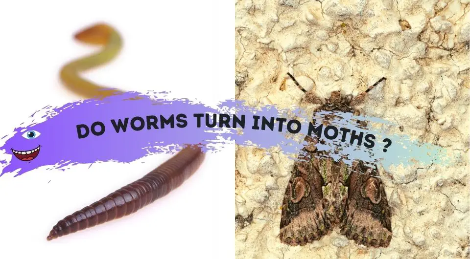 Do Worms Turn Into Moths or Butterflies? (What About Earthworms?)