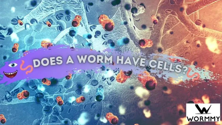 does a worm have cells blog banner