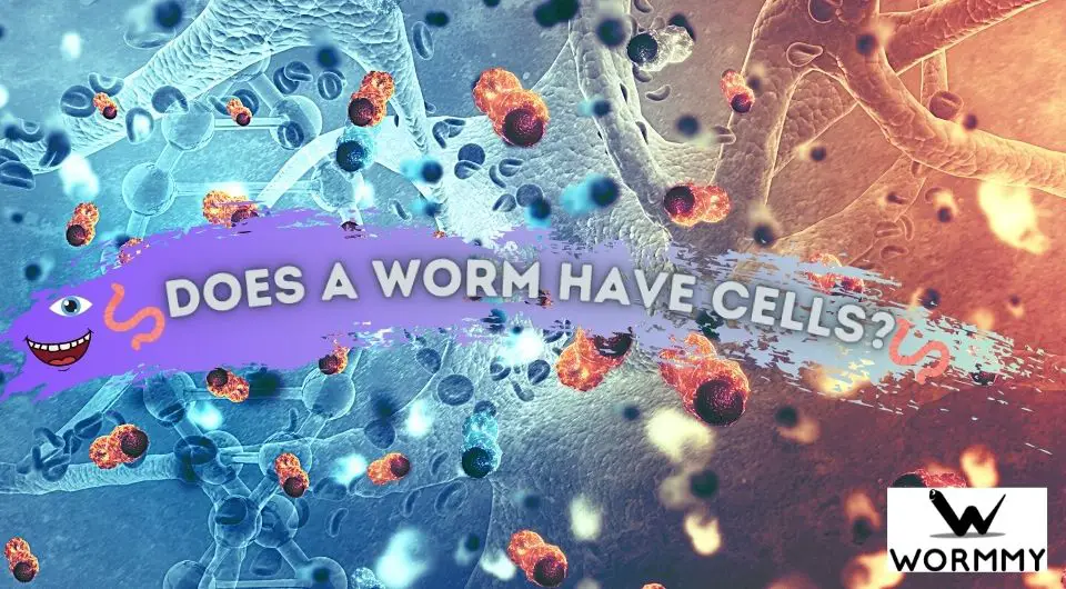 does-a-worm-have-cells-are-they-made-up-of-cells