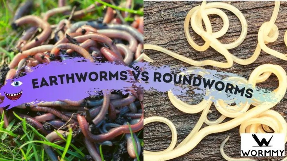 Earthworm vs Roundworm (Similarities and Differences)