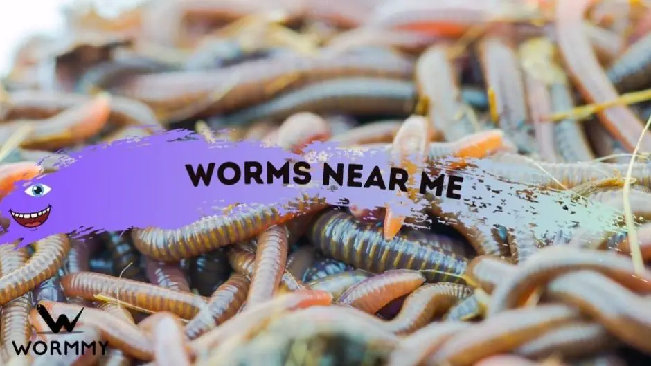 Worm Facts [16 x Fun Facts For Kids & Adults All About Worms!]